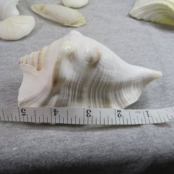REAL White Sea Shells (8" Abalone Shell and variety of others) 2 pounds + - Picture 8 of 12